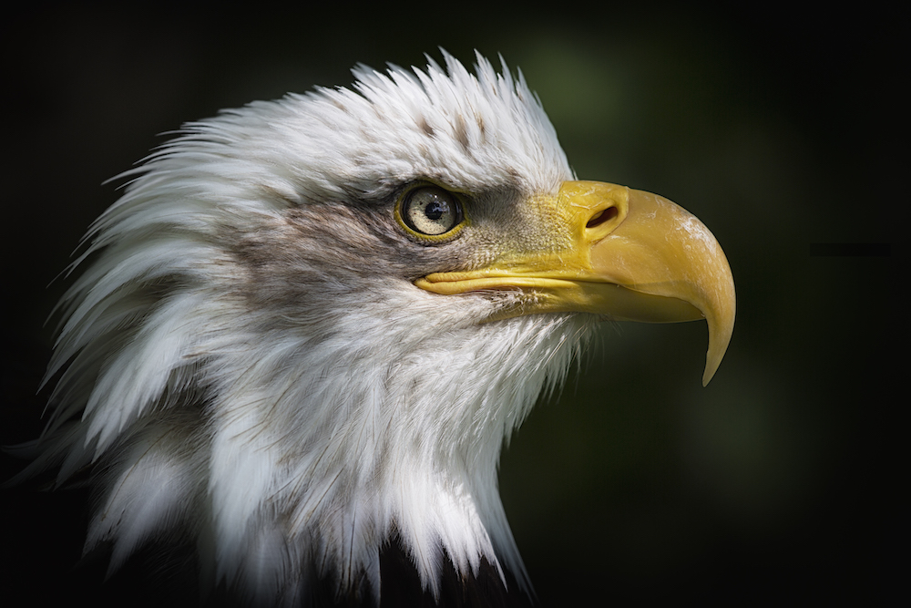 This Bald Eagle was photographed using a 500mm super telephoto lens