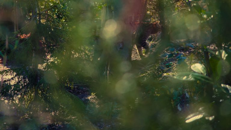 Documentary film production by Wild Films