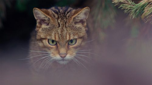 Seeing a Scottish Wildcat is a special event, as they're extremely rare and elusiveå