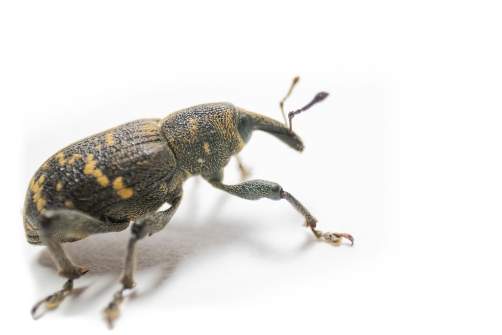 The Laowa 24mm macro probe lens enables us to see each tiny hair on the exoskeleton of this weevil