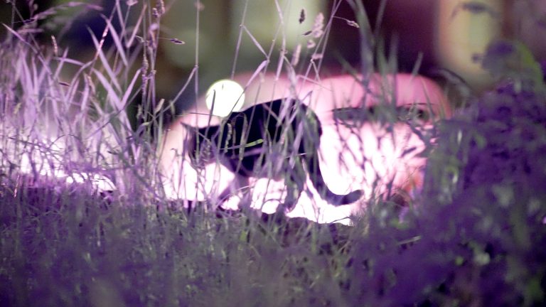 Just like when filming in the visible spectrum, filming in infrared requires a source of light