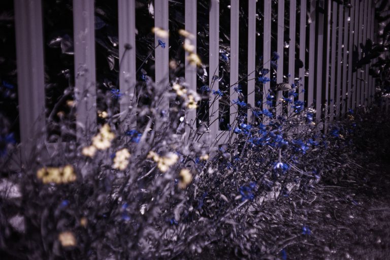 filming in ultraviolet presents interesting creative opportunities, such as understanding how insects may view flowers